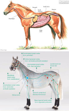 horse gut health