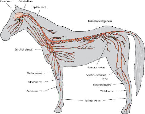 Horse nervous system