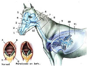 pulmonary hemorrhage